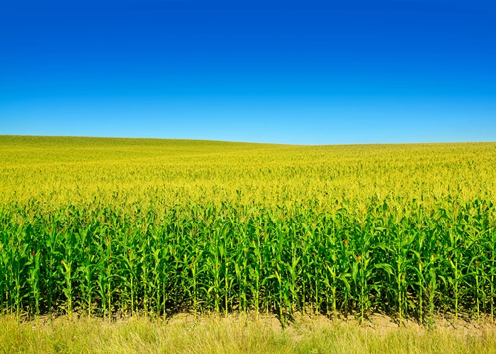 トウモロコシ由来の澱粉