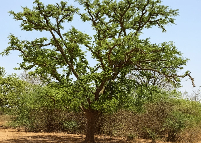 タマリンド樹木